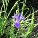 Blue Flag Iris